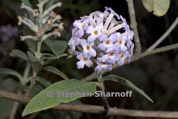 buddleja officinalis 4 graphic